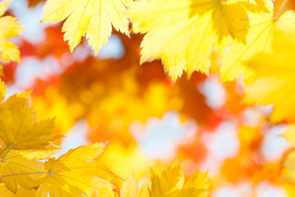 Red yellow fall maple leafs - 写真・画像