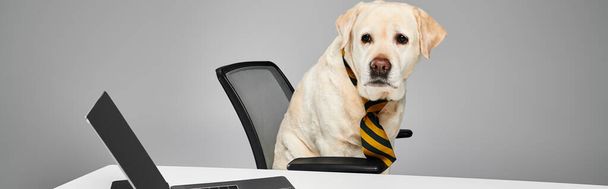 Egy nyakkendőt viselő kutya egy számítógép előtt ül stúdióban, megtestesítve a háziállat fogalmát a munkahelyen.. - Fotó, kép