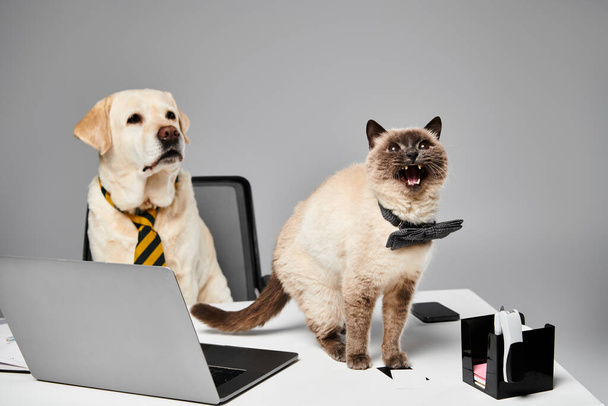 Un gato y un perro se sientan uno al lado del otro delante de un portátil, mostrando una perfecta armonía entre los animales domésticos en un ambiente de estudio. - Foto, Imagen