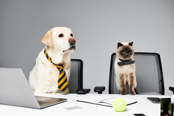 A cat and a dog sit attentively in front of a laptop screen in a studio setting. - Zdjęcie, obraz