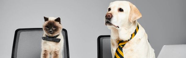 Chlupatý kocour a věrný pes klidně sedí na židli v útulném ateliéru. - Fotografie, Obrázek