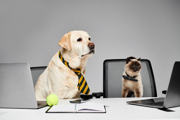 A dog and a cat sit at a desk in a studio setting, appearing to work together on a project. - Фото, зображення