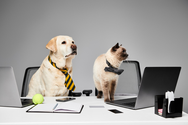 kutya és macska ül figyelmesen egy íróasztalnál egy stúdióban, bemutatva egy háziállat és szőrös barát koncepció. - Fotó, kép