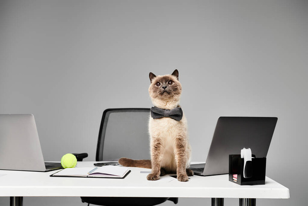Μια βασιλική γάτα κάθεται με χάρη σε ένα γραφείο σε ένα σκηνικό στούντιο, αποπνέοντας κομψότητα και γοητεία. - Φωτογραφία, εικόνα