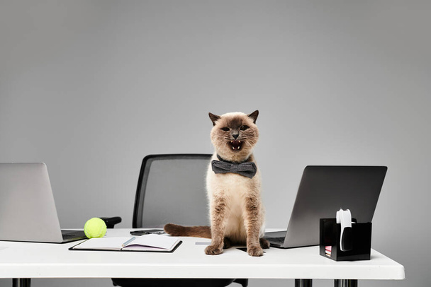 Een majestueuze kat zit elegant op een rommelig bureau in een studio-setting, met de essentie van een huisdier. - Foto, afbeelding