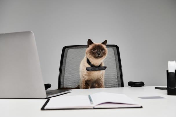 Kot o ciekawym wyrazie twarzy siedzi w fotelu biurowym za ekranem komputera w przytulnym biurze. - Zdjęcie, obraz