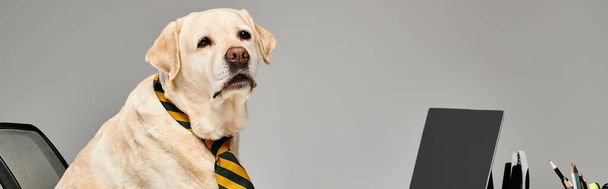Ένας καλοντυμένος σκύλος με γραβάτα να κάθεται μπροστά από έναν υπολογιστή σε ένα στούντιο.. - Φωτογραφία, εικόνα