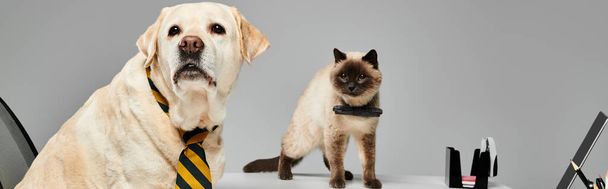 Μια γάτα και ένας σκύλος στέκονται δίπλα-δίπλα σε μια αρμονική στιγμή, δείχνοντας το δεσμό μεταξύ δύο τριχωτών φίλων. - Φωτογραφία, εικόνα