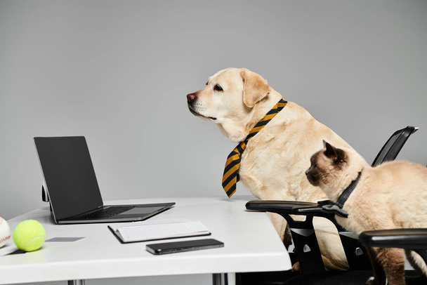 Un chien sophistiqué dans une cravate est assis à un bureau avec un ordinateur portable, prêt à affronter le monde des affaires. - Photo, image