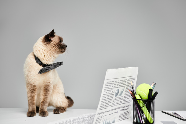 Egy macska pihen az asztalon egy újság mellett.. - Fotó, kép