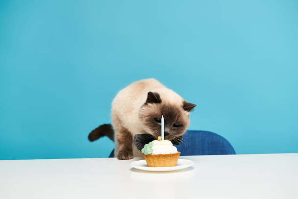 Een kat staat op een stoel, kijkend naar een cupcake met een kaars erop. - Foto, afbeelding