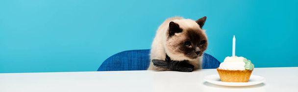 Un gato está sentado en una mesa con una magdalena delante, mirando curiosamente el dulce. - Foto, Imagen