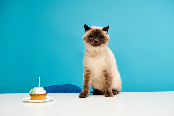 A curious cat sits next to a tempting cupcake on a table in a cozy studio setting. - Photo, Image