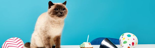 Sziámi macska ül kecsesen mellett díszes születésnapi torta asztalon. - Fotó, kép