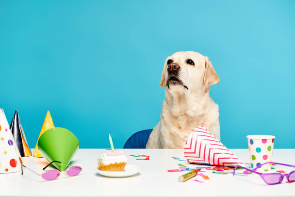 パーティーの帽子で飾られたテーブルに座っている毛皮の犬,お祝いする準備ができているように見えるカップケーキの隣. - 写真・画像