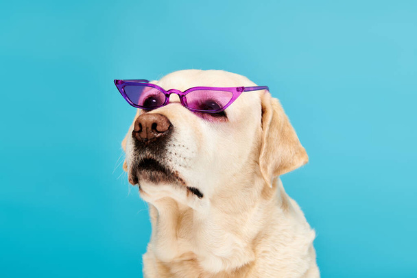 Ένα δροσερό σκυλί αθλητικές μωβ γυαλιά ηλίου σε ένα ζωντανό μπλε φόντο, προσθέτοντας μια αφή της διασκέδασης και της μόδας στη σκηνή. - Φωτογραφία, εικόνα