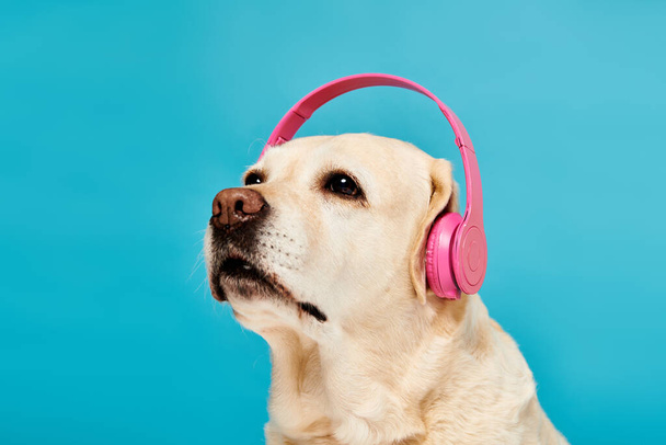 Ένα σκυλί που φοράει ακουστικά στα αυτιά του, απολαμβάνοντας μερικές μελωδίες σε ένα στούντιο ρύθμιση. - Φωτογραφία, εικόνα