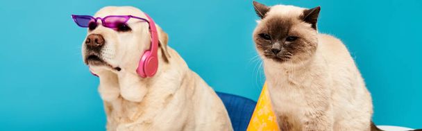 Μια γάτα και ένας σκύλος φορώντας γυαλιά ηλίου, θέτουν σε ένα μπλε φόντο σε ένα μοντέρνο σκηνικό στούντιο. - Φωτογραφία, εικόνα