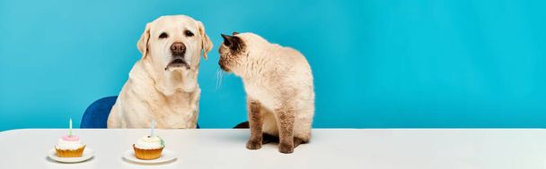 Собака и кошка сидят за столом, наслаждаясь кексами вместе в уютной студии. - Фото, изображение