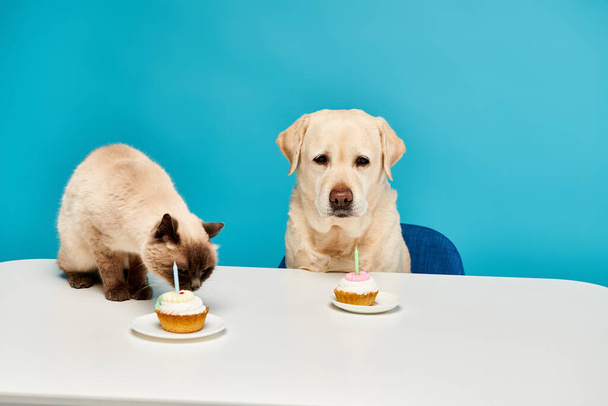 Um gato e um cão desfrutam de cupcakes juntos em uma mesa em um ambiente de estúdio delicioso. - Foto, Imagem