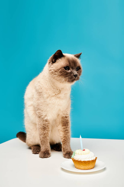 A cat with a curious gaze sits next to a delightful cupcake on a wooden table in a cozy studio setting. - Photo, Image