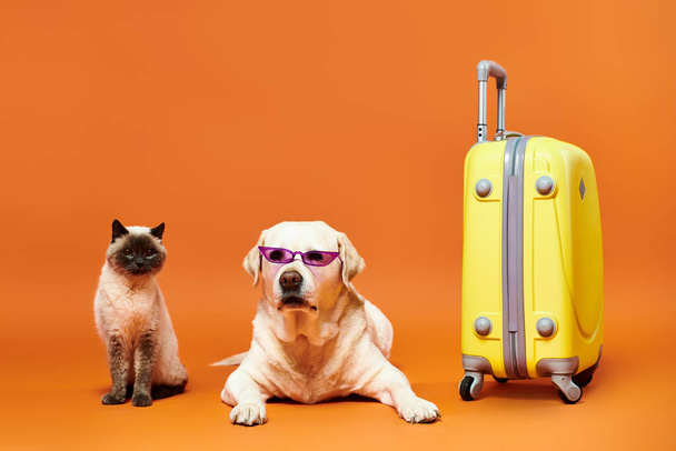 A cat and a dog wearing sunglasses sit next to each other in a studio setting, embodying a vibe of friendship and fun. - Photo, Image