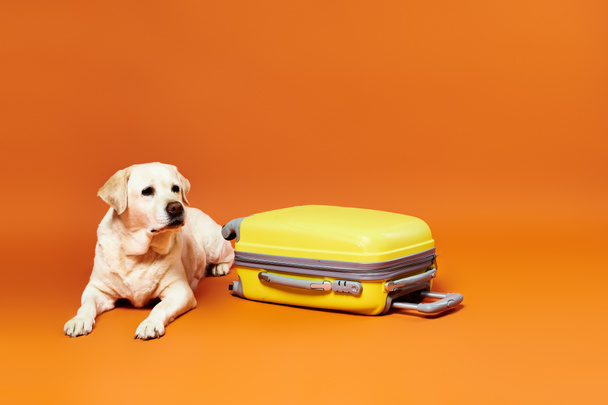 A dog sits contentedly next to a bright yellow suitcase in a studio setting. - Photo, Image