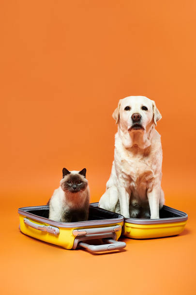 A dog and a cat sit peacefully side by side inside a vibrant suitcase in a cozy studio setting. - Photo, Image