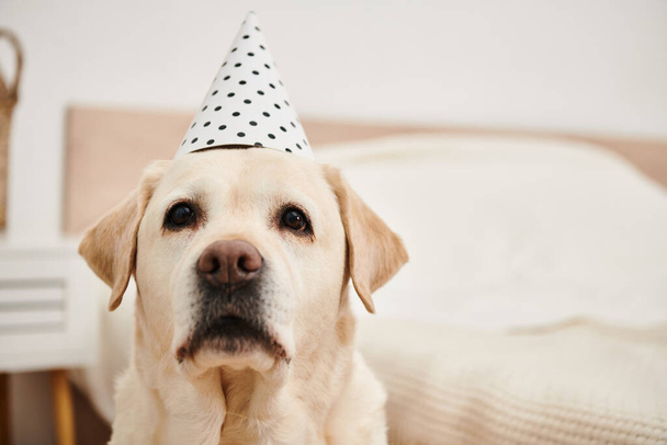 Cão brincalhão com chapéu de festa, sentado na cama. - Foto, Imagem