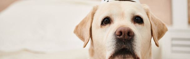 Um close-up de um canino em um chapéu elegante, mostrando os amigos peludos olhar adorável e elegante em um ambiente de estúdio. - Foto, Imagem