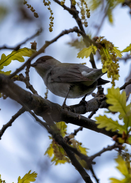 Male Blackcap with a black cap and grey back sings loudly amongst the trees in Dublin.  - Photo, Image