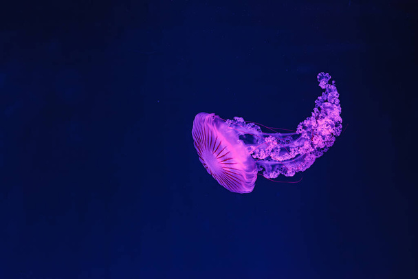 υποβρύχια γυρίσματα της όμορφης Chrysaora hysoscella από κοντά - Φωτογραφία, εικόνα