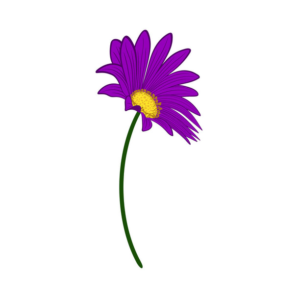 Wiesenblume. Schöne Blume für die Gestaltung von Sommer- und Frühjahrswiesen. Vektorillustration. - Vektor, Bild