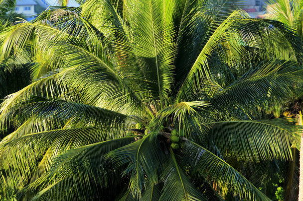 The Coconut tree - Φωτογραφία, εικόνα