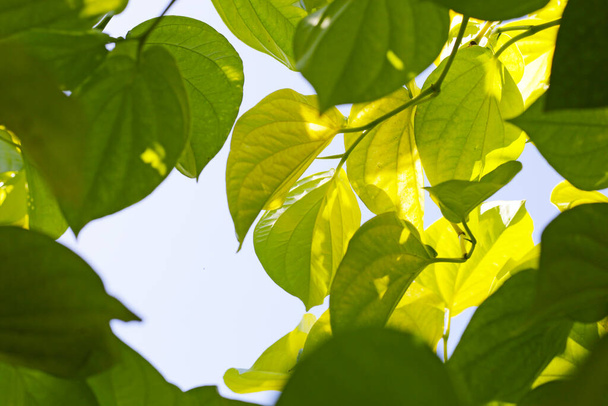 Hojas verdes de planta de betel - Foto, Imagen