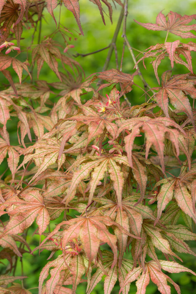 Een lichtrode Japanse esdoorn, Acer japonicum, met ontwikkelende zaden, of vruchten. - Foto, afbeelding