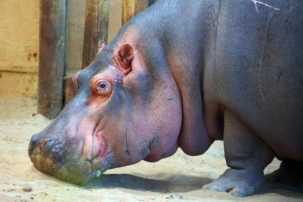 Гиппопотамус (Hippopotamus amphibius), или бегемот, от древнегреческого слова "речная лошадь", - крупная, в основном травоядная маммаль в субтропической Африке.. - Фото, изображение