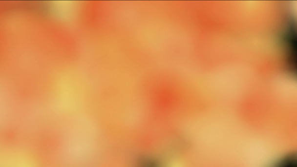 Oranje achtergrond van wazig deeltjes - Video