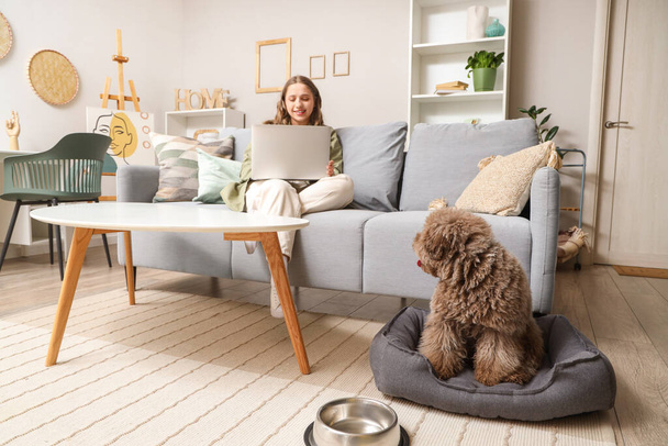 Cute pudel w łóżku zwierząt domowych i młoda kobieta z laptopem na kanapie w domu - Zdjęcie, obraz
