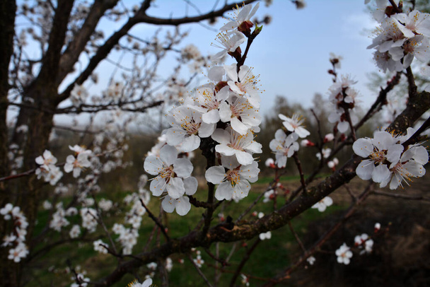 La specie di albicocca più comunemente coltivata - Prunus armeniaca.Rosa fiori primaverili viola. Fiori di Prunus armeniaca con cinque petali da bianchi a rosati. - Foto, immagini