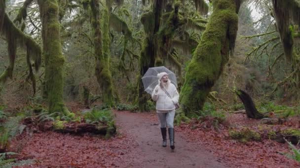 Immerso nel silenzio dei boschi, un escursionista riflessivo passeggia lungo un sentiero fiancheggiato da alberi secolari ricoperti di muschio, immersi nella quiete della natura. Sta piovendo. Filmato 4K.  - Filmati, video