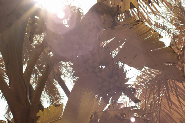 Infrarotbild des Betrachtens einer Bananenstaude auf dem Baumstamm.   - Foto, Bild