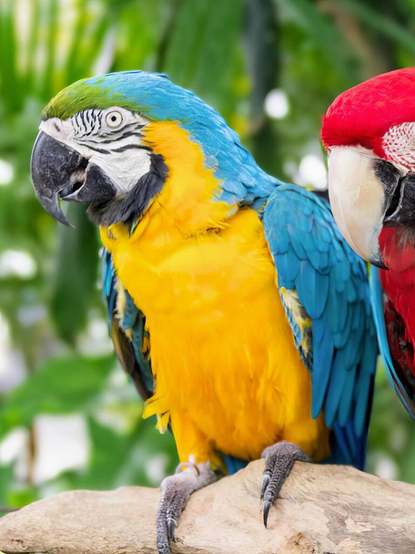 фотография двух разноцветных попугаев, сидящих на ветке. - Фото, изображение
