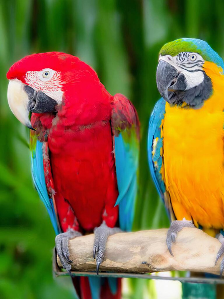 fotografia dwóch kolorowych papug siedzących na gałęzi. - Zdjęcie, obraz