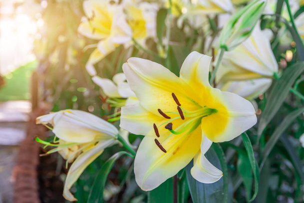 Bahçedeki güzel beyaz Lilium Bronii çiçeği, anakaraya özgü bir zambak türüdür. - Fotoğraf, Görsel