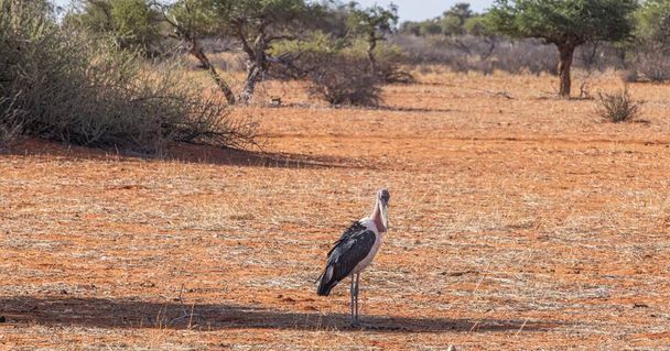 Immagine di un uccello marabù in piedi nella savana della Namibia durante il giorno - Foto, immagini