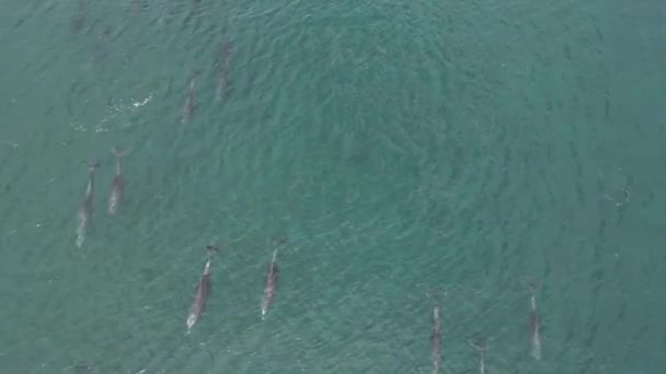 zabawny strąk delfinów zdjęcia lotnicze w Cortez sea, Baja California Sur Meksyk - Materiał filmowy, wideo