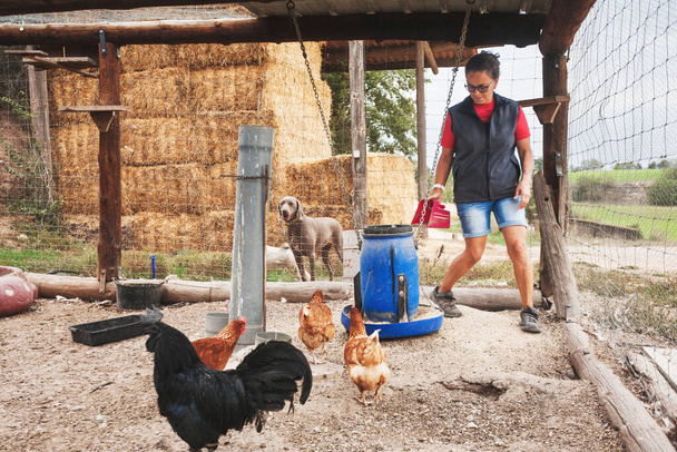 Frau verteilt Futter an Hähne und Hühner in ihrem Viehzentrum, begleitet von ihrem Hund im Alltag.  - Foto, Bild
