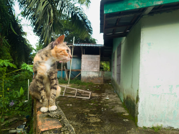 photography of a female village cat standing on a wall - Photo, Image