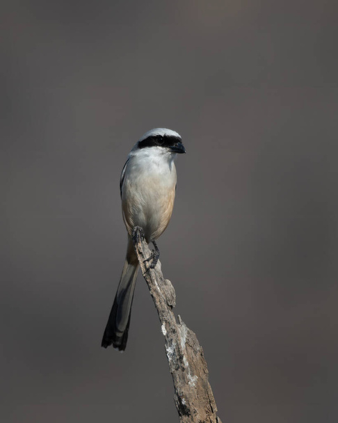 long-tailed shrike or rufous-backed shrike (Lanius schach), seen at Jhalana Reserve in Rajasthan India - Photo, Image